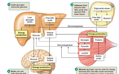 Identificado el mecanismo neuronal de los beneficios del ayuno.