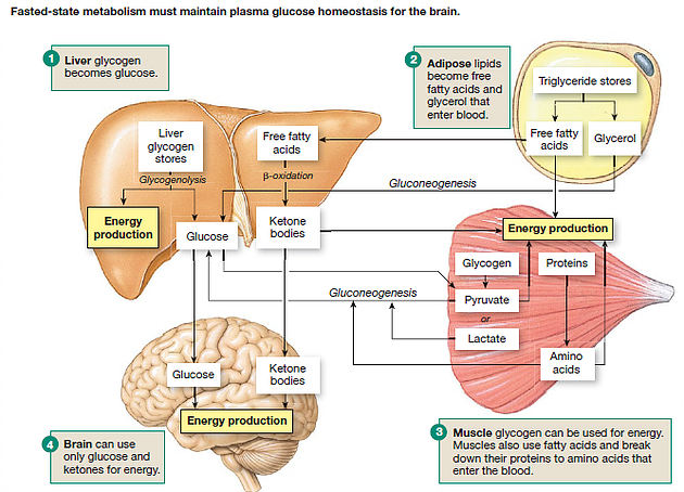 Identificado el mecanismo neuronal de los beneficios del ayuno.