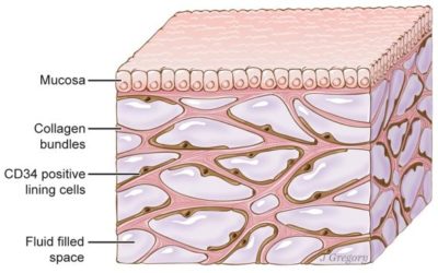 Descubren un nuevo órgano en el cuerpo humano.
