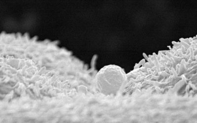 El útero materno ya ‘habla’ con el embrión antes de que se implante.