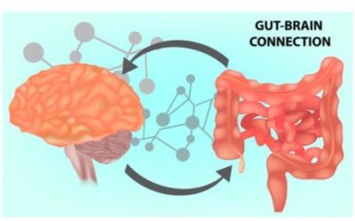 Microbiota intestinal: clave de la salud mental.