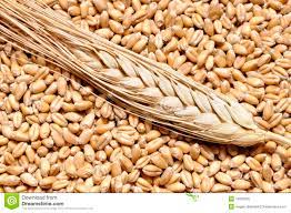 Por qué el uso de fertilizantes con nitrógeno propicia el aumento de la celiaquía.