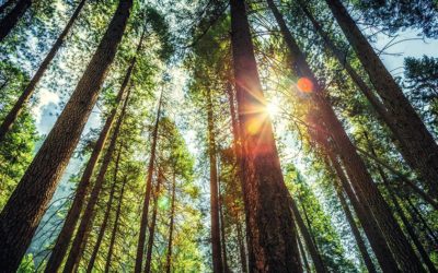 14 Beneficios para la salud del extracto de corteza de pino.