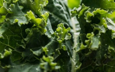 Brócoli, kale y bimi: un debate a tres bandas con un claro ganador.