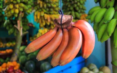 Plátano rojo: ¿cuáles son sus beneficios?