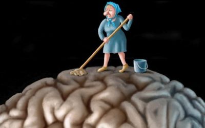 Una aproximación «limitada» al cerebro. Parte III. Extraído de mi próximo libro. La importancia del sueño reparador. Por Felipe Hernández