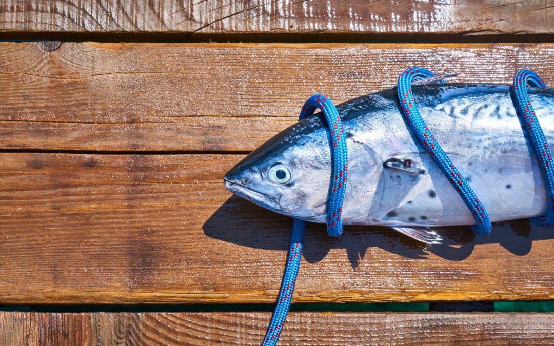 El omega 3 y sus efectos en la atención y la memoria.