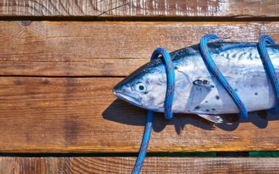 El omega 3 y sus efectos en la atención y la memoria.