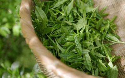 Un estudio concluye que el extracto de té verde favorece la salud intestinal y reduce el azúcar en la sangre.