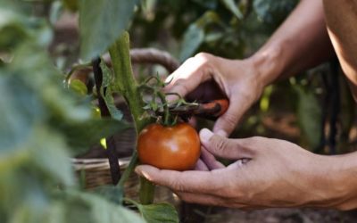 Un nuevo estudio revela el potencial de las dietas ricas en licopeno.
