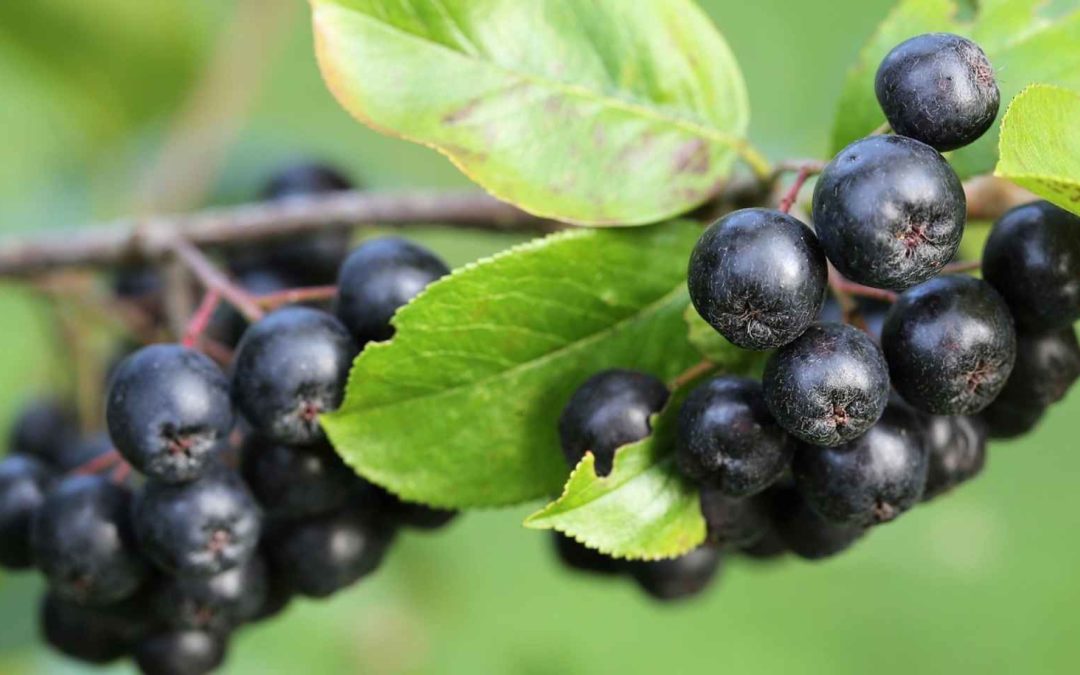 Bayas de aronia: las propiedades y beneficios de uno de los alimentos más antioxidantes.