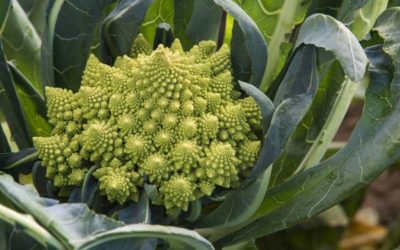 Por qué si te falta vitamina K tienes un 19% más de probabilidades de morir, según un estudio.