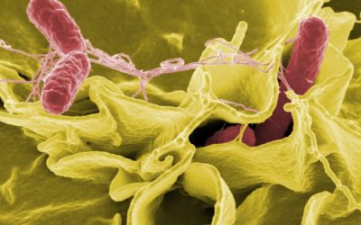 Confirman el vínculo entre la flora intestinal y la depresión.