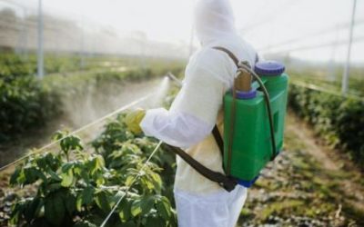 España sigue usando pesticidas prohibidos por sus daños a la salud y la naturaleza.