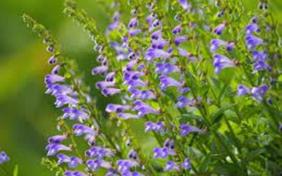 Escutelaria barbada, la hierba medicinal china que podría ser cotrarrestar el cáncer.