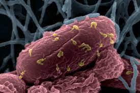 Cómo una cepa multirresistente de Escherichia coli puede atacar a las bacterias del intestino sano.