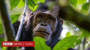 Cómo los chimpancés y otros animales se curan a sí mismos (y qué podemos aprender de ellos).